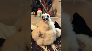 Baby gyr falcon looks like a penguin