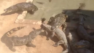 ► Combat de crocodiles pour une poule !