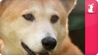 Bindi & Robert Irwin feature - Dingos - (Mia) Growing Up Wild.