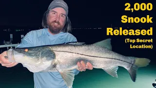 This Is What Happens When Over 2,000 Snook Are Released In Secret Location.