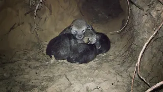 Wild wolf pups and wolf mother preparing the dens