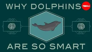 How smart are dolphins? - Lori Marino