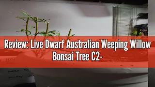 Review: Live Dwarf Australian Weeping Willow Bonsai Tree C2-NXTQ-PMOX