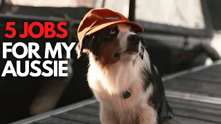 The 5 Jobs I Give My Australian Shepherd