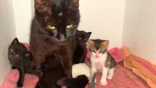 Mother cat talking to her kittens, very cute