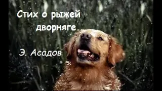 Стих о рыжей дворняге... Э.Асадов