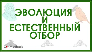 Эволюция и естественный отбор - очень кратко