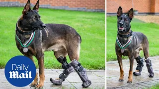 Kuno the wonder dog: Medal for hero military canine who tackled Al Qaeda gunman