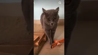 Кот поет. Cat singing