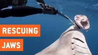 Good Samaritans Rescue Shark | Saving a Life