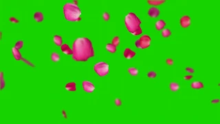 Хромокей- Футаж лепестки роз Chromakey- Footage rose petals