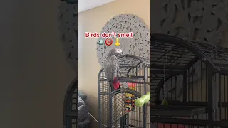 African Grey just can’t stop talking #africangrey  #talkingparrot #shorts