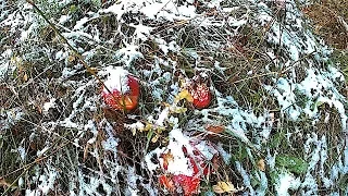 Перший Сніг в горах Карпатах  The first Snow in the Carpathian Mountains