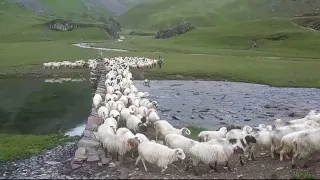 Shepherd life||Sundaha Lake||भेडा गोठाला जीवन||(4435 Mt.)||D. Hunting Block||Rukum East@Nepal#