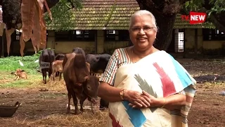 See Dr  Sosamma Ipe who preserves Vechoor Cows  - We Salute | Tv New