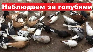 Небольшие наблюдения за голубями. Обганиваем молодых голубей