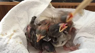 Hand-rearing blackbirds and sparrow