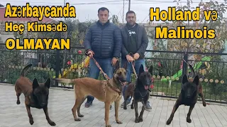 Azərbaycandə hek kimdəsə olmayan Holland və Malinois. Hətəmov Anar #mubarizemintv #malinois #it