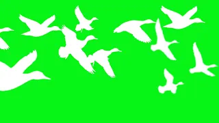 GREEN SCREEN birds fly effects with sound || chroma key birds flying effects