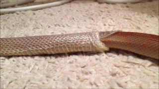 Corn snake "Lieska" shedding skin that eats him