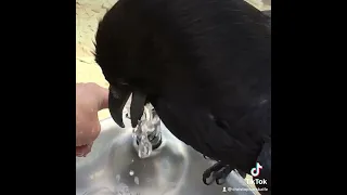 Thirsty raven