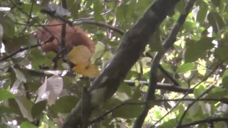 Borneo   Danum Valley   Borneo Rainforest Lodge #4 Orangutan   14 May 2017