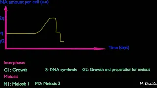 DNA amount during a cell cycle (3d animation)