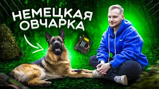 НЕМЕЦКАЯ ОВЧАРКА | все о породе| личный опыт владения породой