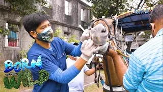 Born to be Wild: Vet mission for horses in Intramuros