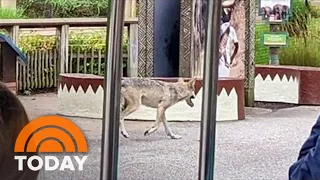 Wolf That Escaped Cleveland Zoo Enclosure Recaptured