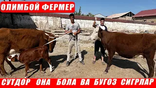 СУТДОР   ОНА  БОЛА  ВА БУГОЗ  СИГР НАРХЛАРИ   ОЛИМБОЙ  ФЕРМЕР  !