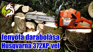 LENYIROM.HU: fenyőfa darabolása Husqvarna 372XP-vel