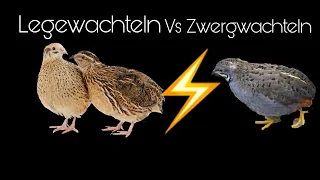 Legewachteln vs Zwergwachteln