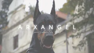 ARXANGEL von Schwarze Kraft | The Dobermann | King of the Castle [4K]