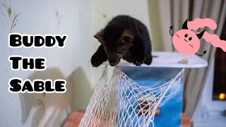 Домашний соболь Бадди  и гамак| Buddy the Russian pet sable and the hammock