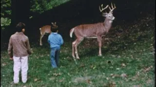 mount eerie - forest fire