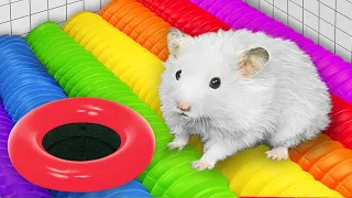 DIY Hamster Escapes the Giant Colorful Maze with Traps