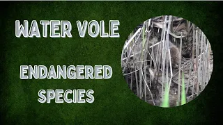 Water Vole. UK RED LISTED species.