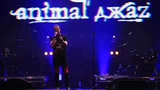 Rock Иммунитет 2017 Animal Джаz