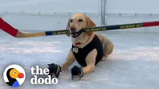 Dog Who’s Obsessed With Ice Skating Gets A Special Surprise After Quarantine | The Dodo