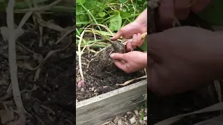 Harvesting my garlic (the moment of truth!)