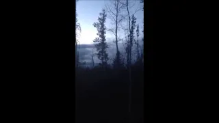 Sasquatch Screams and Tree Knocks near Fort McMurray, Alberta