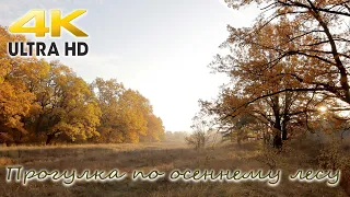 Прогулка в осеннем лесу. Walk in the autumn forest. 4K UHD