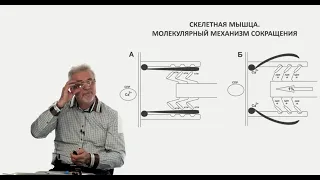 Евсеев А.В. Нормальная физиология. Лекция №8. Нервно-мышечный синапс.Сокращение скелетной мышцы.2023