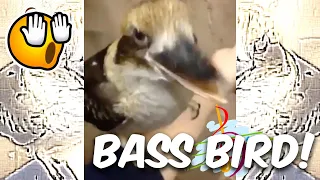 [Bass Bird] Amazing Lyre Bird can imitate Dubstep and Drum n Bass | DJ Bird Bass