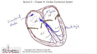 Cardiac Conduction System 3-4 - ECG / EKG Interpretation -- BASIC