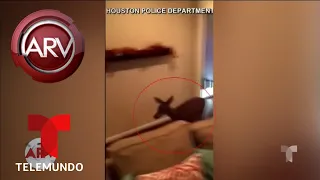 El susto de un venado al quedar atrapado en una casa | Al Rojo Vivo | Telemundo