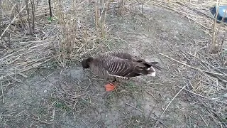 Мариуполь⚓🦆🦢ЗООПАРК 🦆ПРУД 🦆🦢ВЕСНА 2018