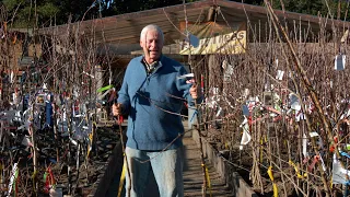 How to Select High Quality Bare Root Fruit Trees