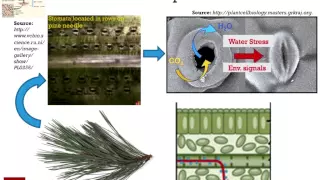 PINEMAP Series: The Connection Between Water Stress and Plant Productivity